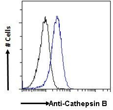 Goat anti-Cathepsin B Antibody