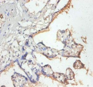 39S ribosomal protein L19, mitochondrial antibody