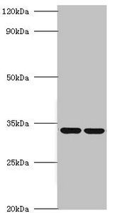 39S ribosomal protein L19, mitochondrial antibody