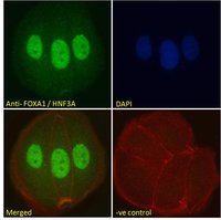 FOXA1 antibody