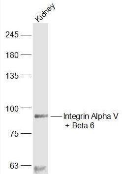 Integrin Alpha V/Beta 6 antibody