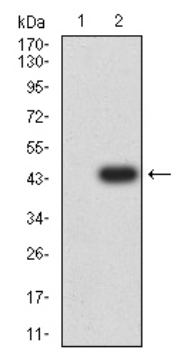 MSH2 Antibody