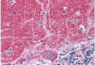 Goat anti-Septin 3 Antibody