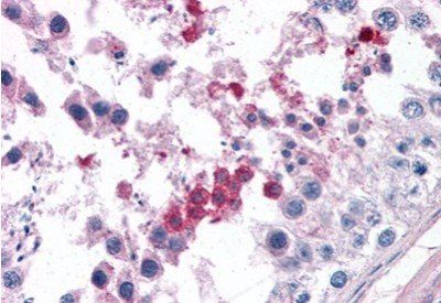 Goat anti-Septin 3 Antibody