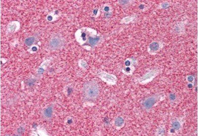 Goat anti-Septin 3 Antibody