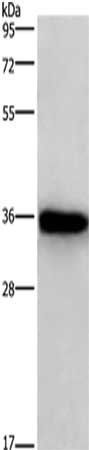MARC1 Antibody