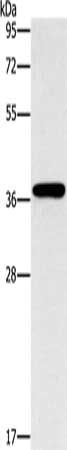 MARC1 Antibody
