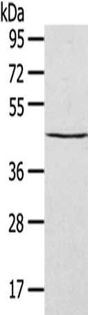 43345 antibody