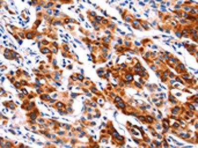 43347 antibody