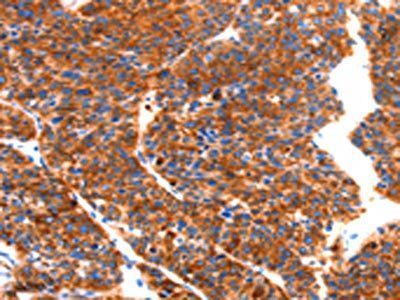 43347 antibody