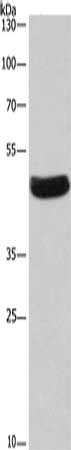 SEPT7 Antibody