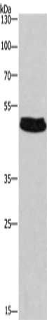 SEPT7 Antibody
