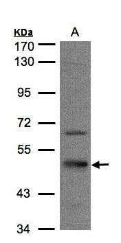 43715 antibody