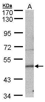 SEPT7 antibody [N3C3]