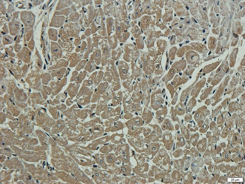 KCNE1 antibody