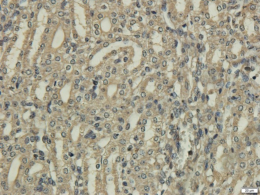 KCNE1 antibody