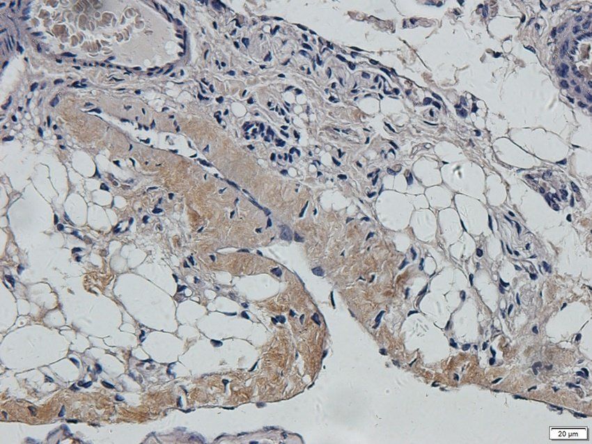 KCNE1 antibody