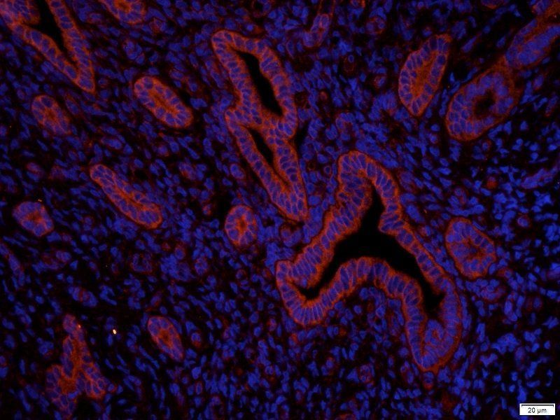 KCNE1 antibody