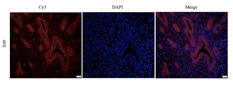 KCNE1 antibody