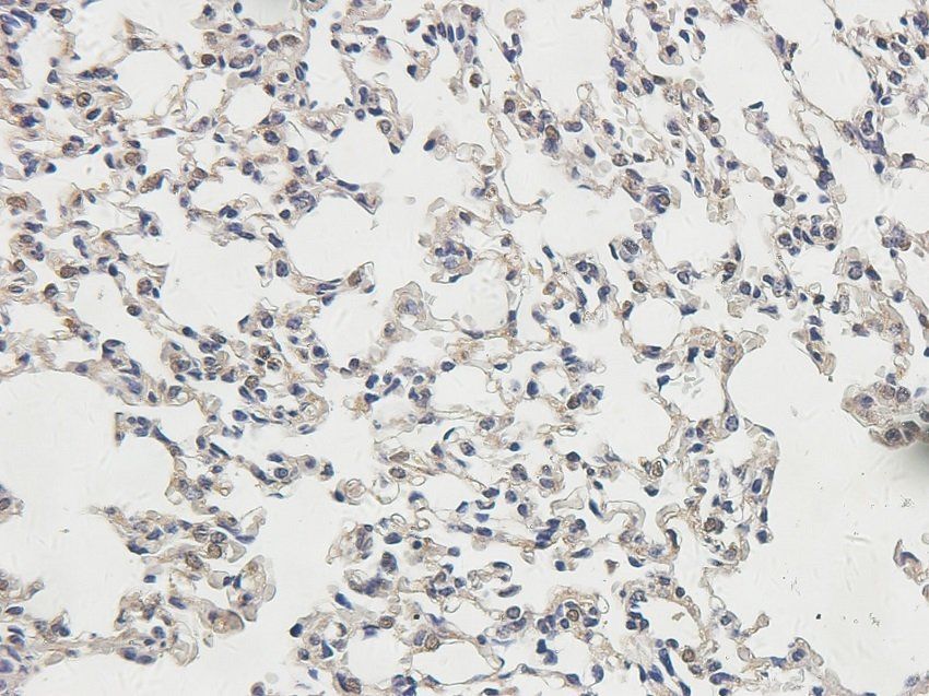 TNFAIP3 antibody