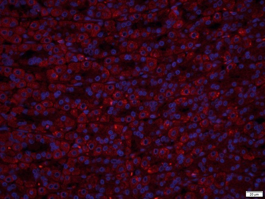 TACD2 antibody