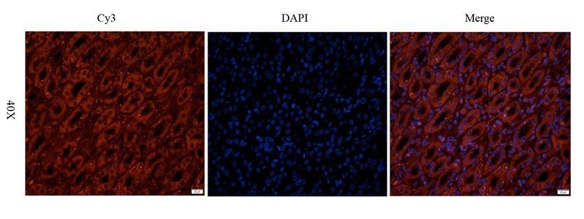 INHBE antibody