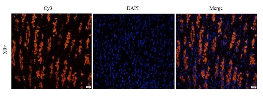 MIF antibody