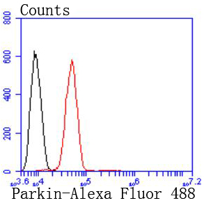 Parkin Antibody