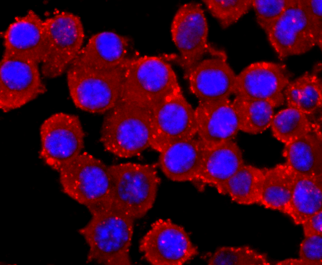 Parkin Antibody