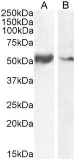 Goat anti-SLC7A11 Antibody