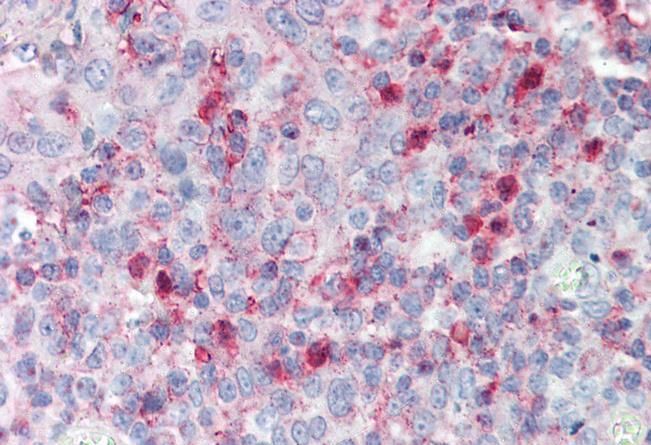 Goat anti-SPON2 (301-315) Antibody