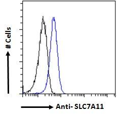 SLC7A11 antibody