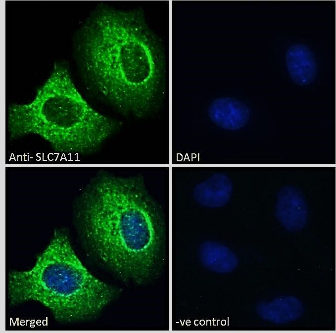 SLC7A11 antibody