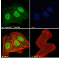 FOXA1 antibody