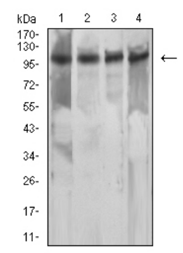 MSH2 Antibody