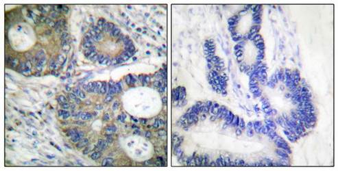 4E-BP1 (Ab-64) Antibody