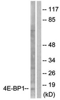 4E-BP1 (Ab-64) Antibody