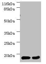 EIF4EBP2 Antibody