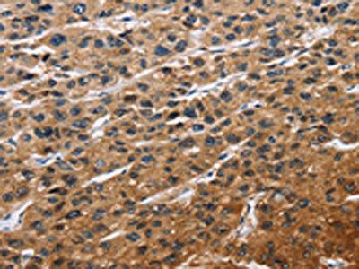 EIF4EBP2 Antibody
