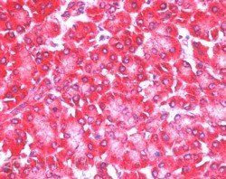 Goat anti-4E-T / EIF4ENIF1 Antibody