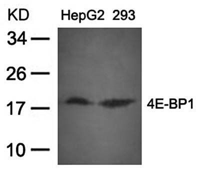 4E-BP1 (Ab-37) Antibody