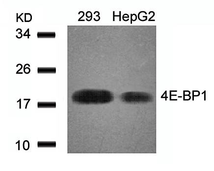 4E-BP1 (Ab-46) Antibody