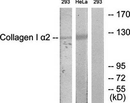 Collagen I α2 Antibody