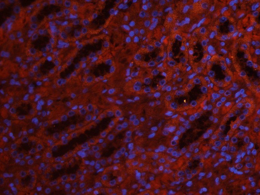 5-OxoETE antibody