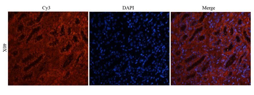 5-OxoETE antibody