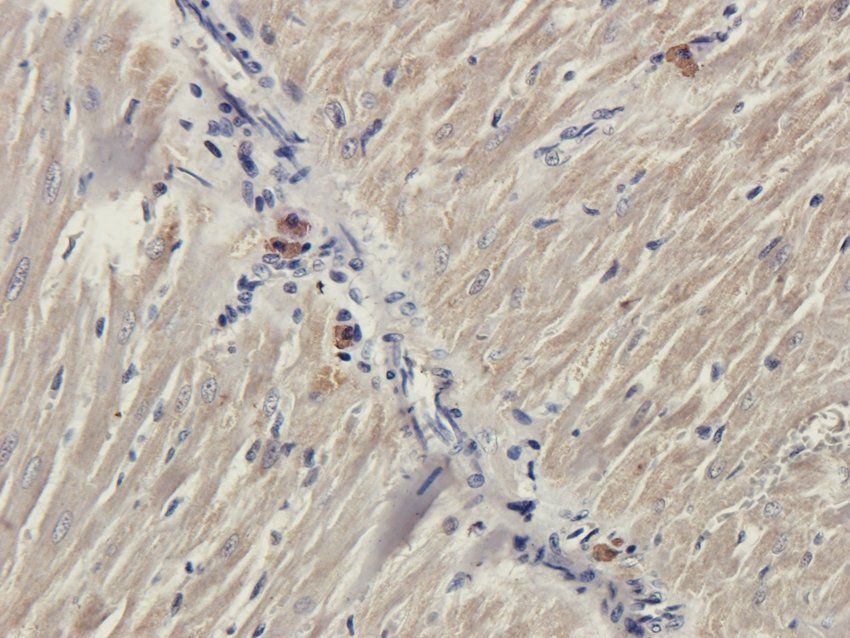 5-OxoETE antibody