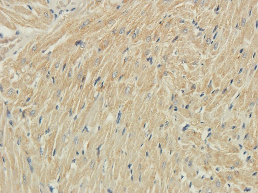 5-OxoETE antibody