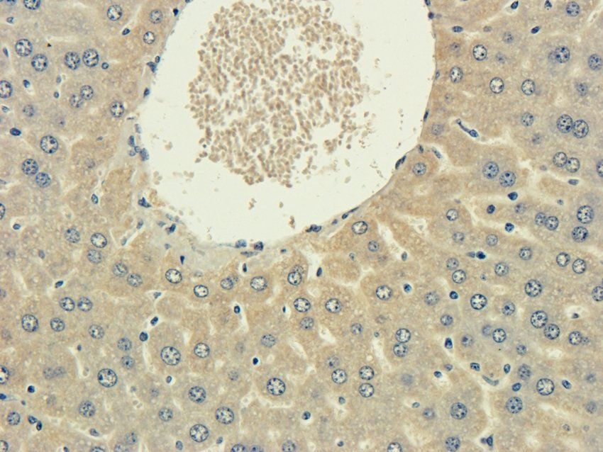 5-OxoETE antibody