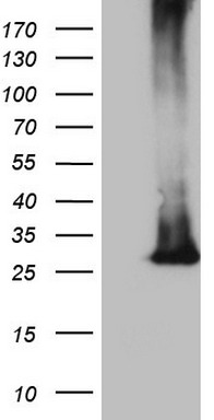 53BP1 Antibody