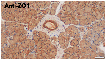 ZO1 antibody